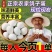 鸽子蛋批发全国发货包邮