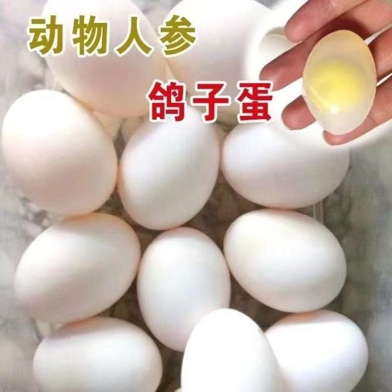 鸽子蛋批发全国发货包邮
