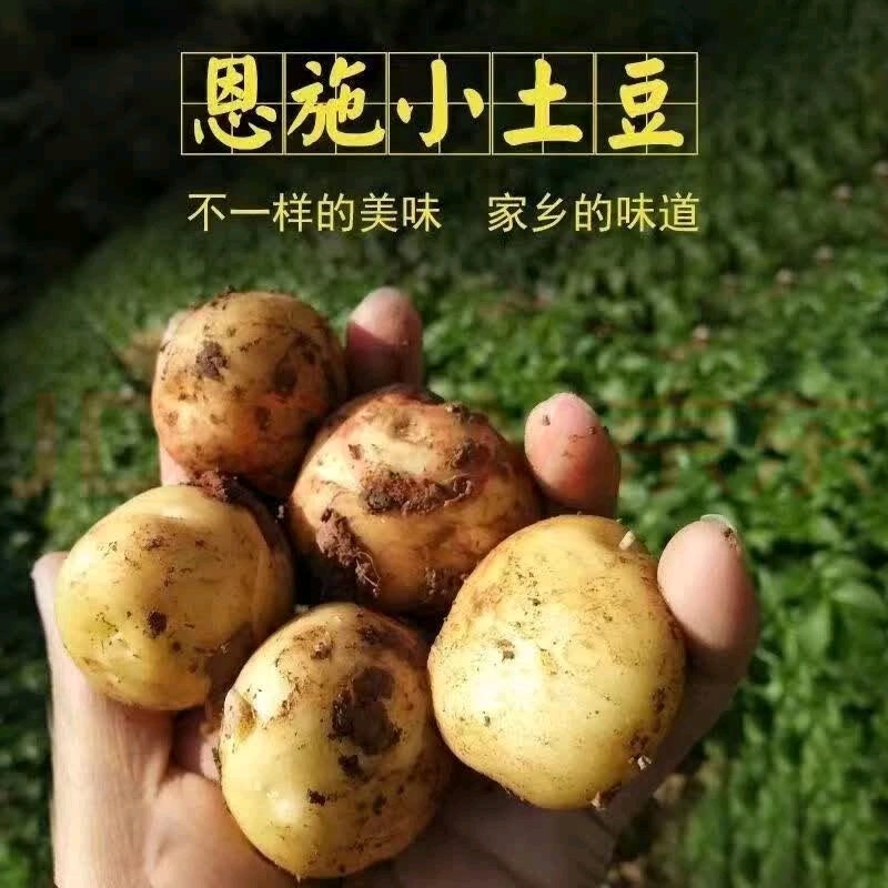 恩施小土豆迷你土豆黄皮黄心马尔科大中小土豆