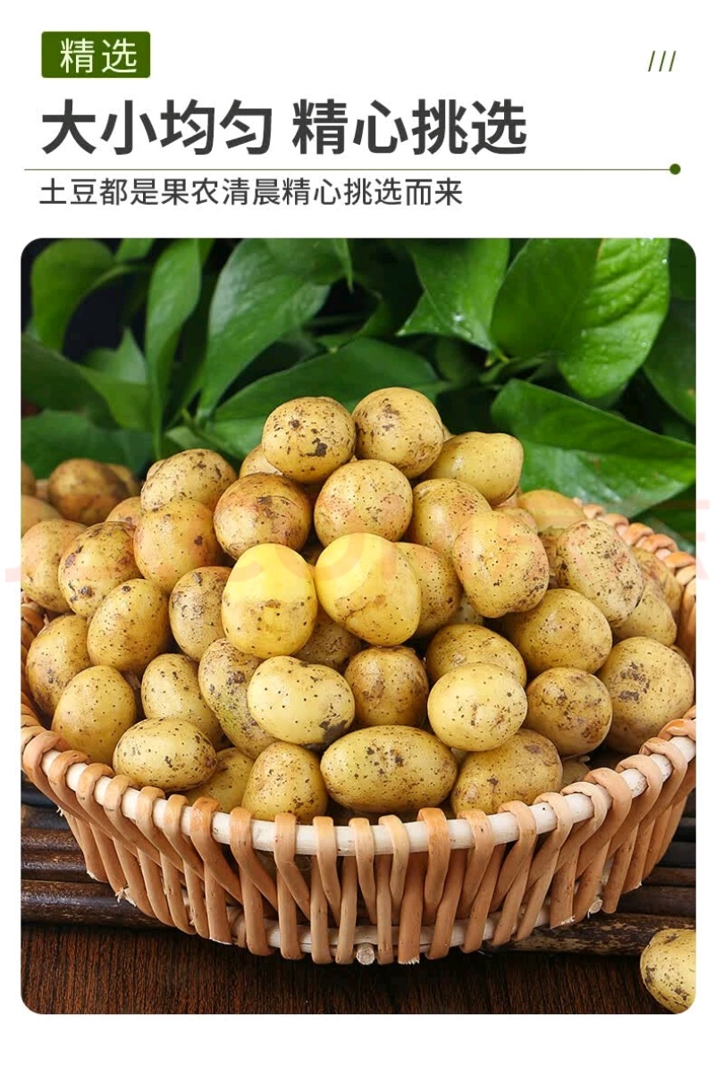 恩施小土豆迷你土豆黄皮黄心马尔科大中小土豆