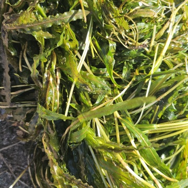 菹草沮草螃蟹小龙虾养殖用水草，养虾神草，菹草