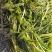 菹草沮草螃蟹小龙虾养殖用水草，养虾神草，菹草