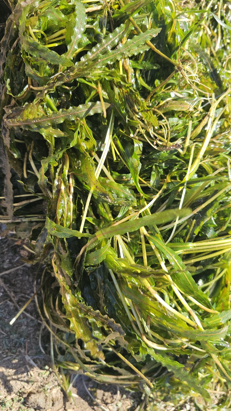 菹草沮草螃蟹小龙虾养殖用水草，养虾神草，菹草