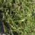 菹草沮草螃蟹小龙虾养殖用水草，养虾神草，菹草