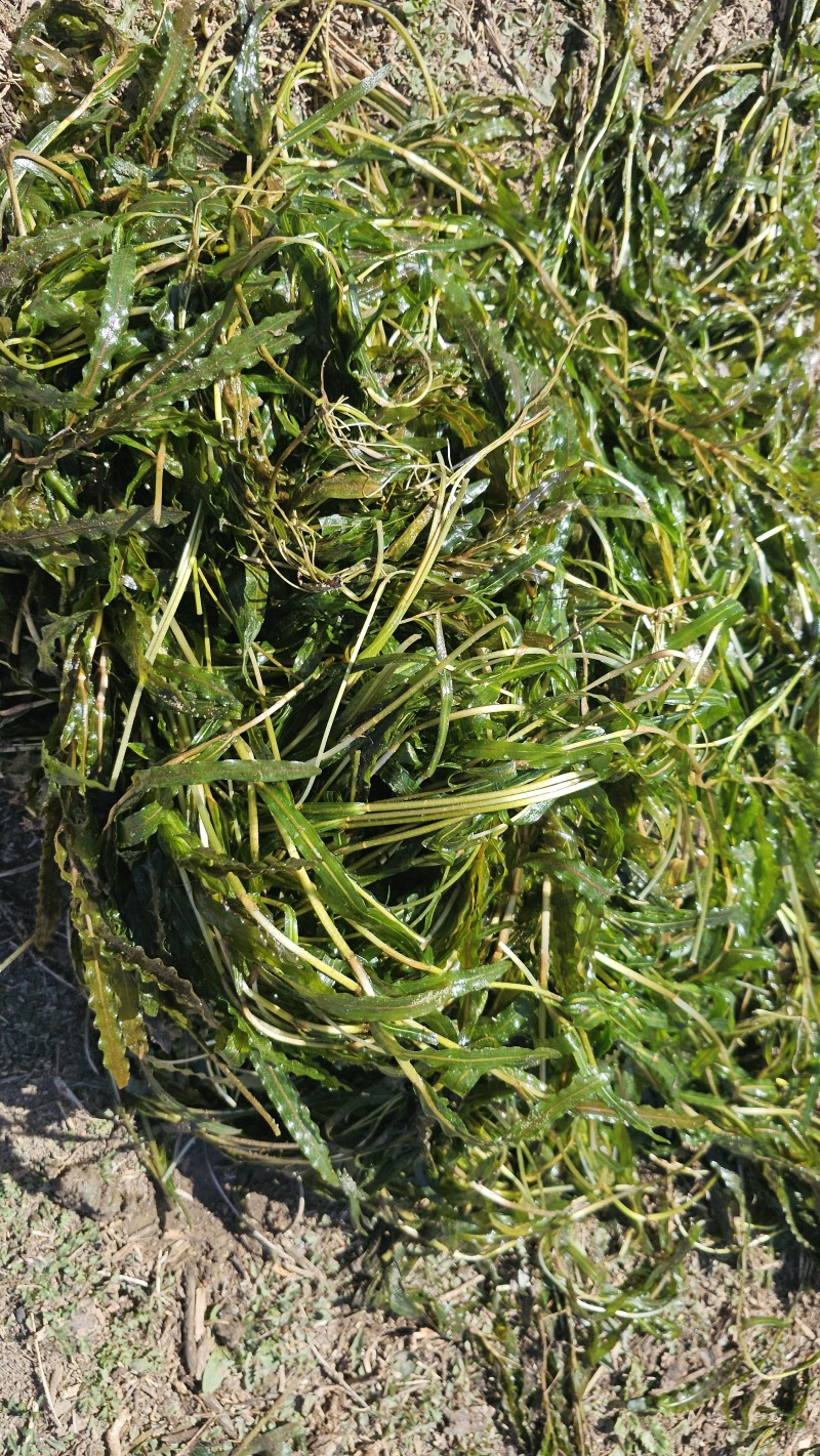 菹草沮草螃蟹小龙虾养殖用水草，养虾神草，菹草