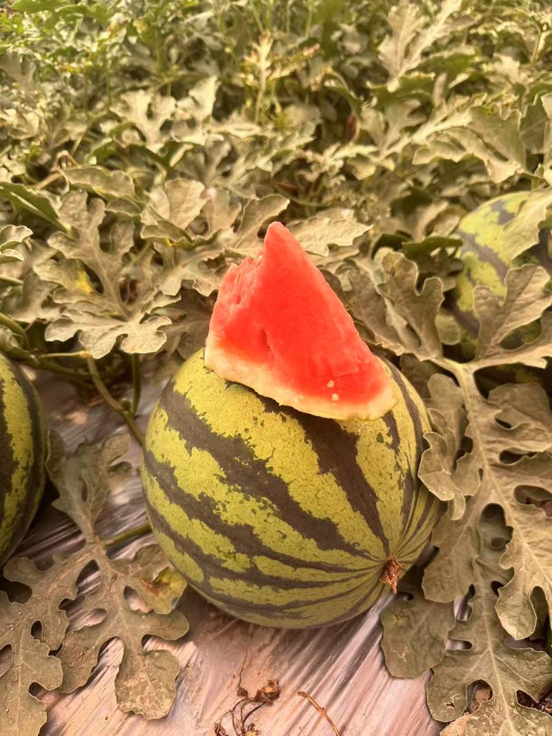云南蒙自美都无籽麒麟瓜一手货源场地直发。大量上市
