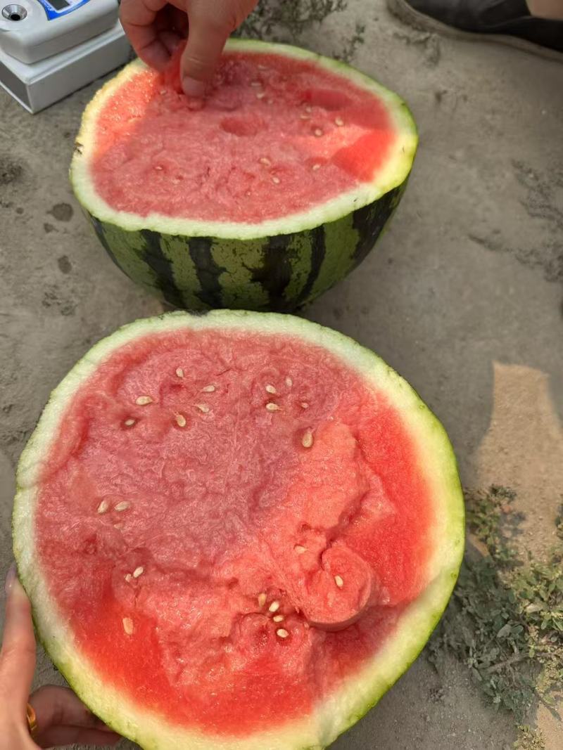 云南蒙自美都无籽麒麟瓜一手货源场地直发。大量上市