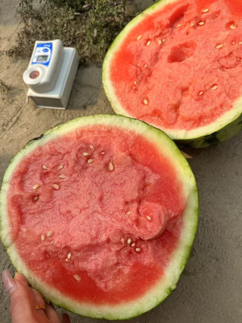 云南蒙自美都无籽麒麟瓜一手货源场地直发。大量上市