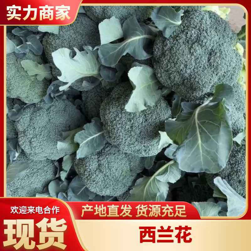西蓝花大量上市需要的老板联系支持各种包装