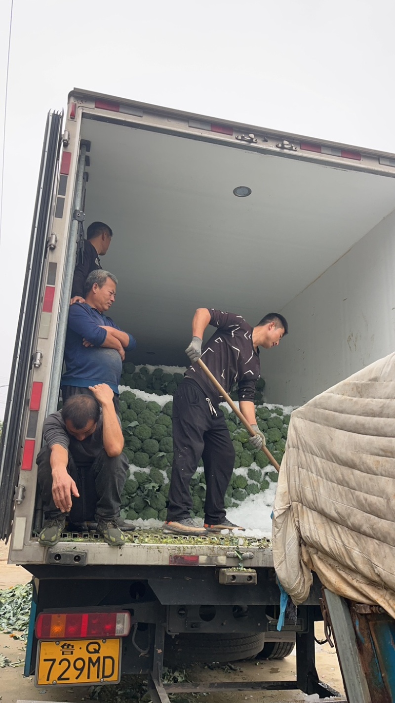 西蓝花大量上市需要的老板联系支持各种包装