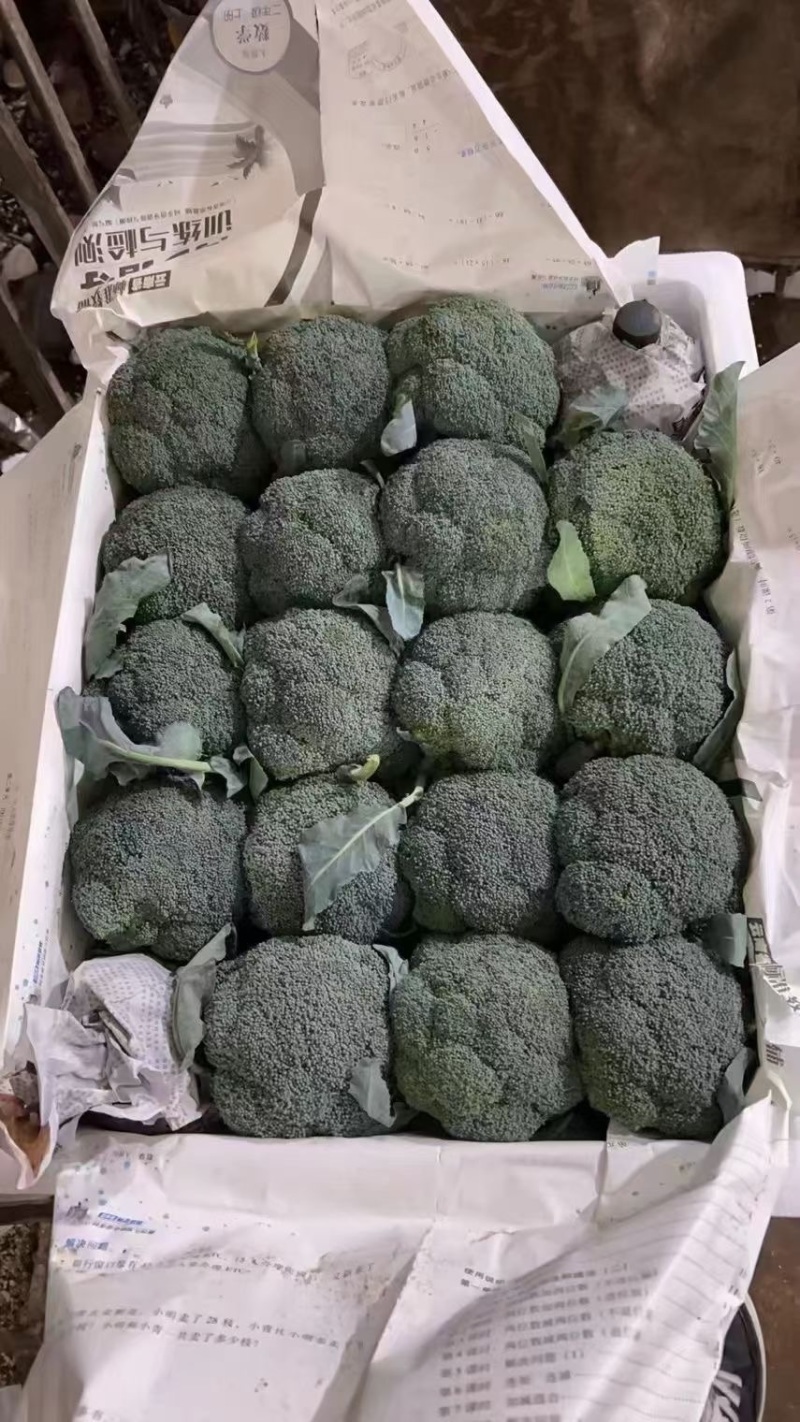 西蓝花大量上市需要的老板联系支持各种包装