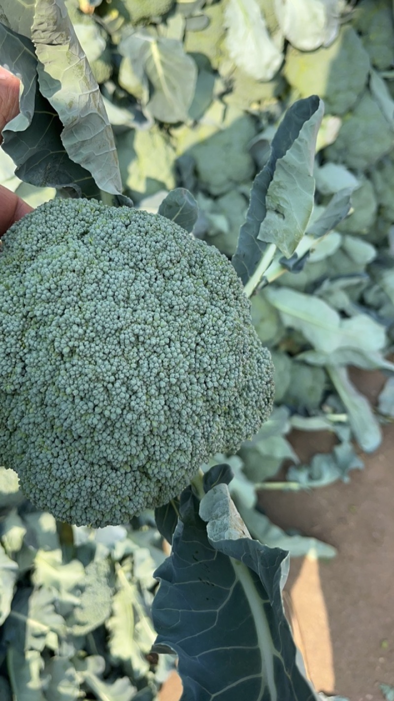 西蓝花大量上市需要的老板联系支持各种包装