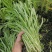 鑫飞机白梗柳叶空心菜种子旱地水田皆宜南方春夏秋种植蔬菜种