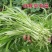 鑫飞机白梗柳叶空心菜种子旱地水田皆宜南方春夏秋种植蔬菜种