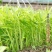 鑫飞机白梗柳叶空心菜种子旱地水田皆宜南方春夏秋种植蔬菜种