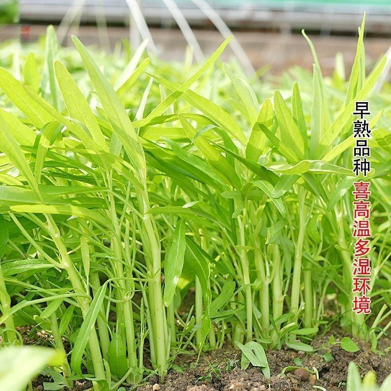 鑫飞机白梗柳叶空心菜种子旱地水田皆宜南方春夏秋种植蔬菜种