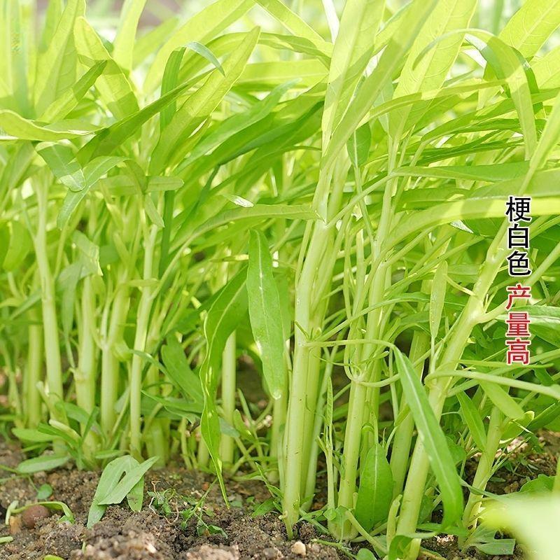 鑫飞机白梗柳叶空心菜种子旱地水田皆宜南方春夏秋种植蔬菜种