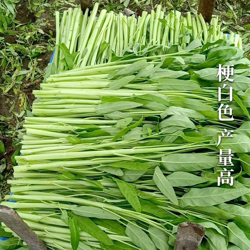 鑫飞机白梗柳叶空心菜种子旱地水田皆宜南方春夏秋种植蔬菜种