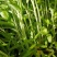 鑫飞机白梗柳叶空心菜种子旱地水田皆宜南方春夏秋种植蔬菜种