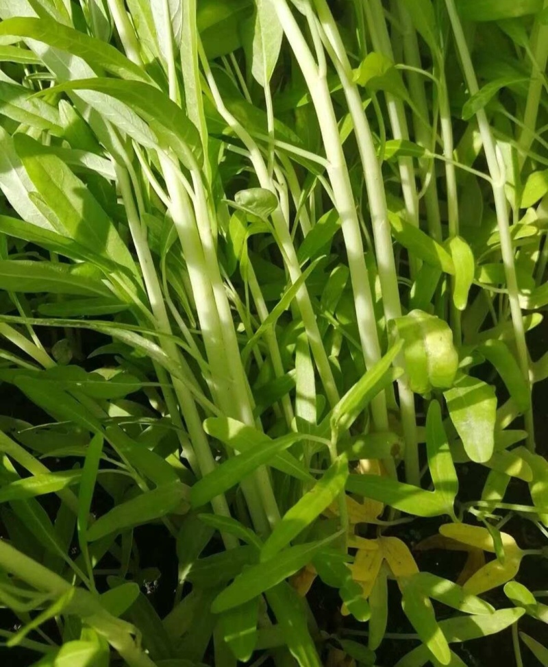 鑫飞机白梗柳叶空心菜种子旱地水田皆宜南方春夏秋种植蔬菜种