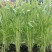 鑫飞机白梗柳叶空心菜种子旱地水田皆宜南方春夏秋种植蔬菜种
