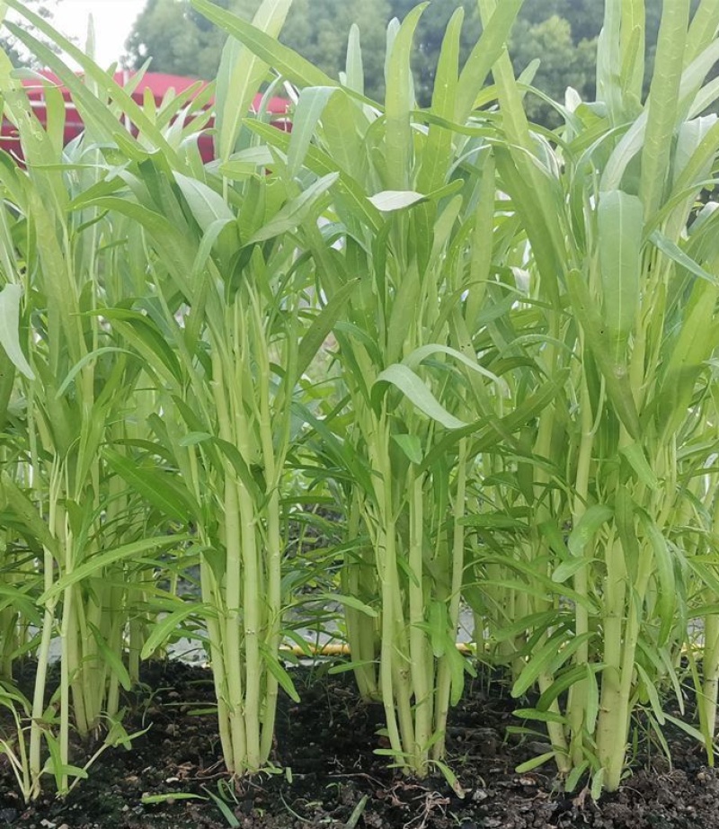 鑫飞机白梗柳叶空心菜种子旱地水田皆宜南方春夏秋种植蔬菜种