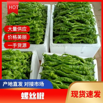 【推荐】陕西螺丝椒现货供应需要的老板联系支持各种包装