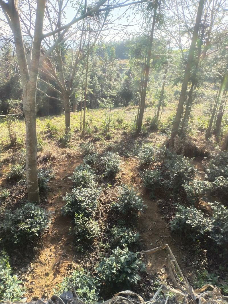 绿色苔茶