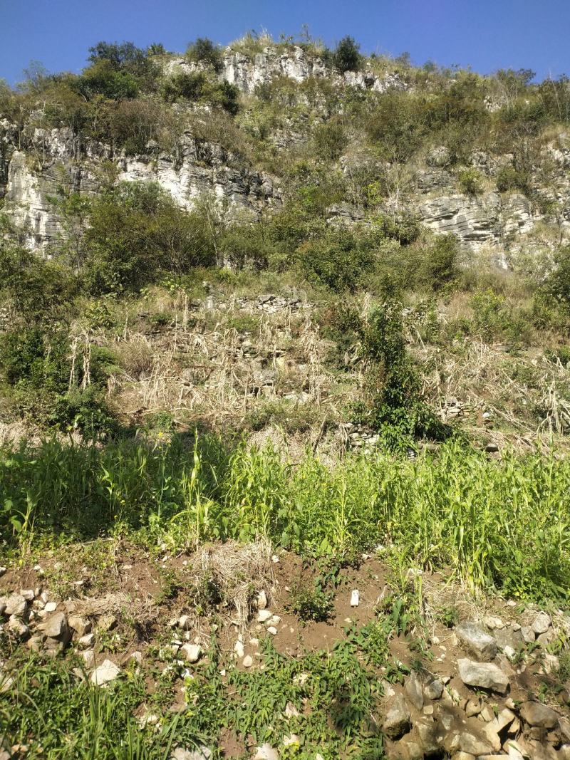 绿色苔茶