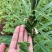 农帛地天白芝麻种子中熟单杆矮株高油高产芝麻种籽耐旱粗杆白