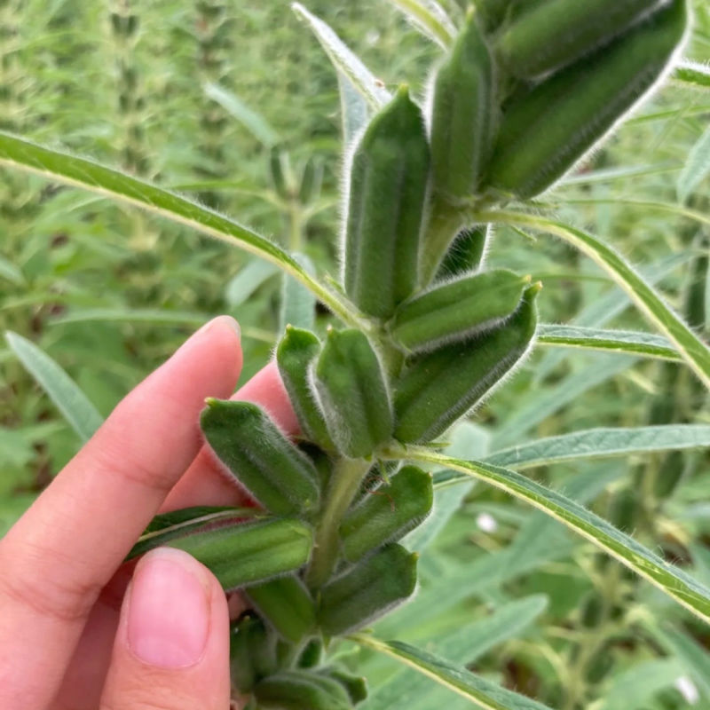 农帛地天白芝麻种子中熟单杆矮株高油高产芝麻种籽耐旱粗杆白