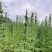 农帛地天白芝麻种子中熟单杆矮株高油高产芝麻种籽耐旱粗杆白