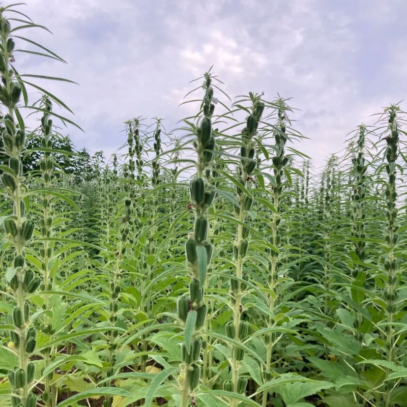 农帛地天白芝麻种子中熟单杆矮株高油高产芝麻种籽耐旱粗杆白