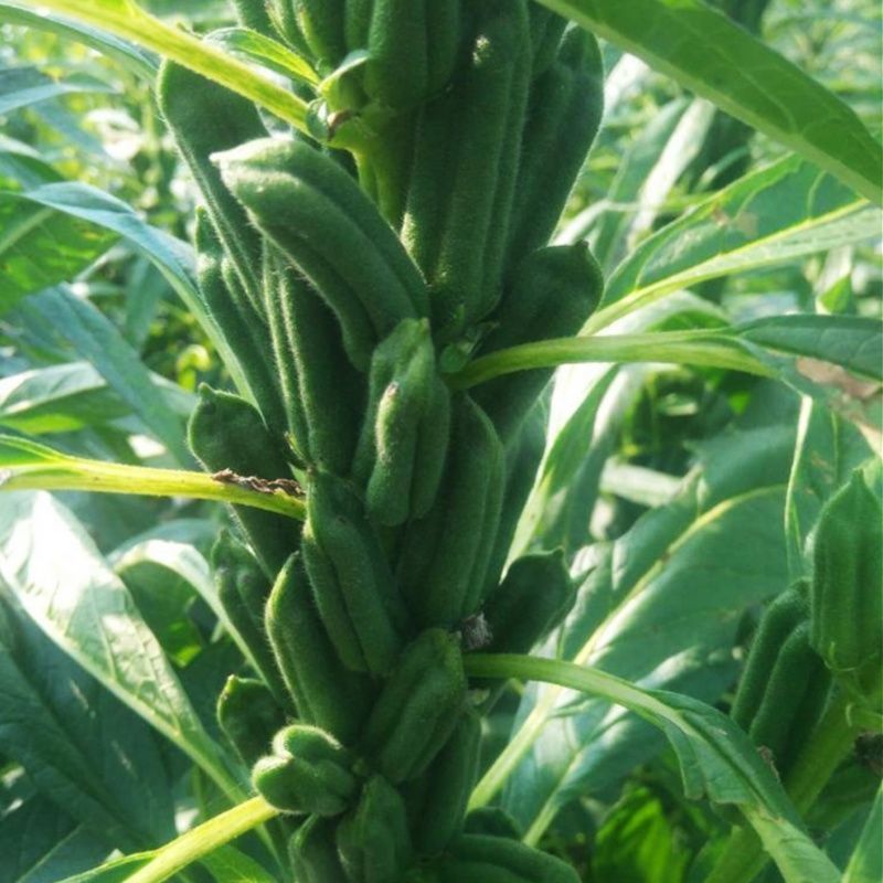 农帛地天白芝麻种子中熟单杆矮株高油高产芝麻种籽耐旱粗杆白
