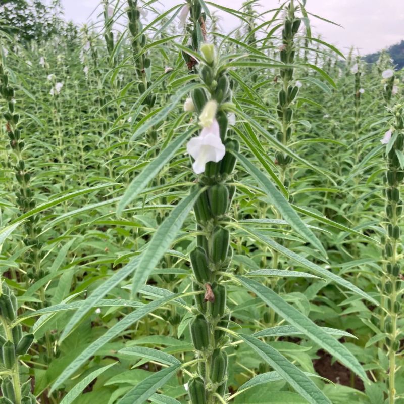 农帛地天白芝麻种子中熟单杆矮株高油高产芝麻种籽耐旱粗杆白