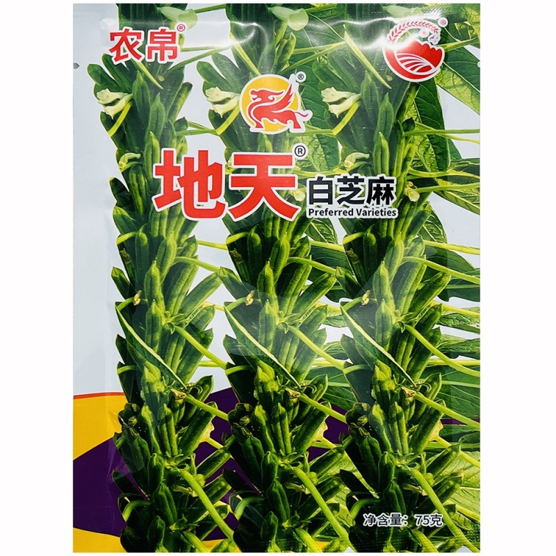 农帛地天白芝麻种子中熟单杆矮株高油高产芝麻种籽耐旱粗杆白