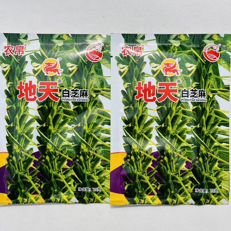 农帛地天白芝麻种子中熟单杆矮株高油高产芝麻种籽耐旱粗杆白