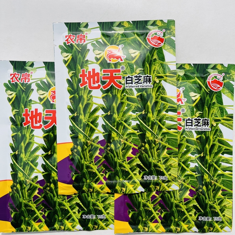 农帛地天白芝麻种子中熟单杆矮株高油高产芝麻种籽耐旱粗杆白