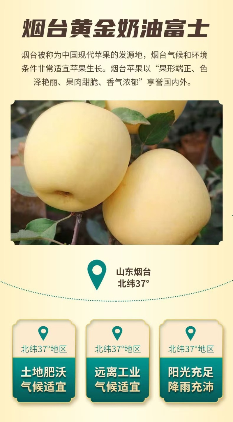 一件代发烟台黄金奶油富士产地直发整车批发
