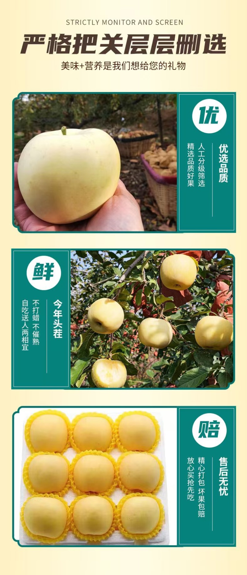 正宗山东烟台黄金奶油富士脆甜多汁新鲜采摘支持一件代发