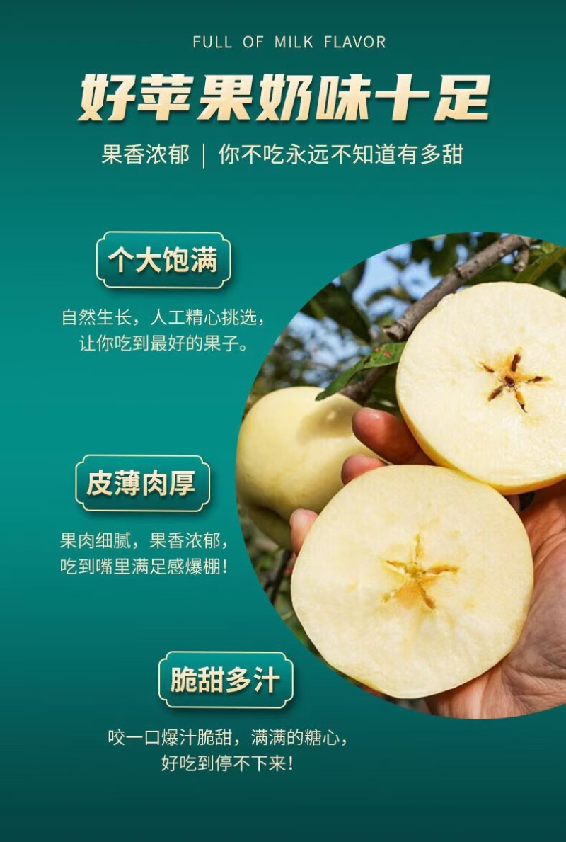 一件代发山东烟台黄金奶油富士苹果整车批发