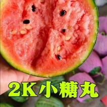 山东全美2k西瓜小糖丸西瓜对接电商团购批发赶集零卖