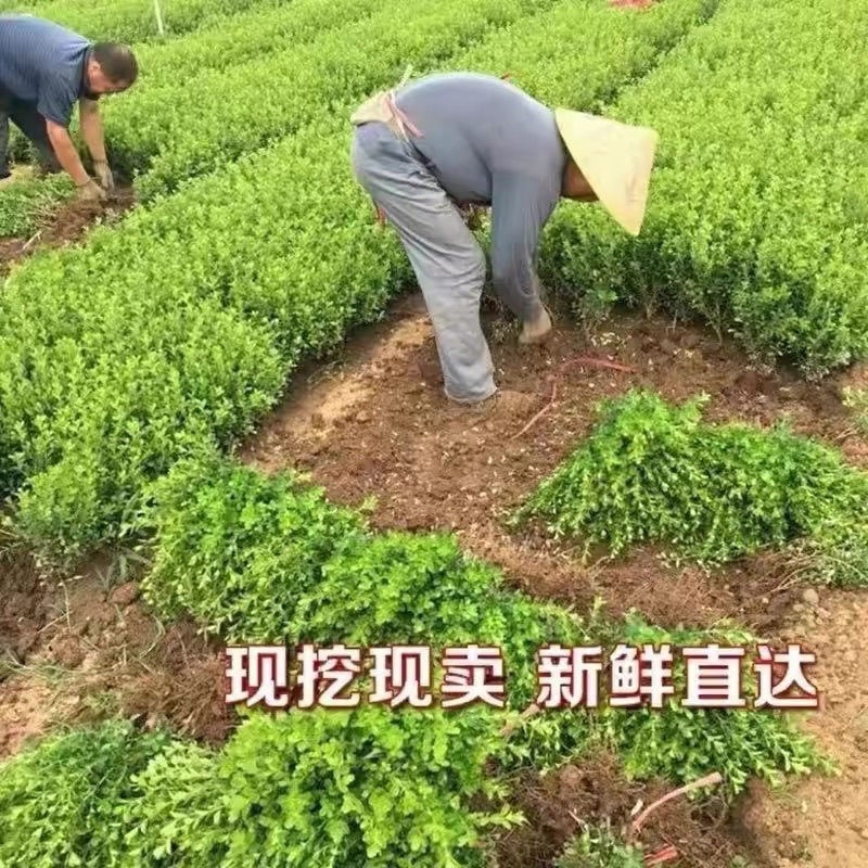 小叶黄杨常青别墅庭院地栽绿化篱笆