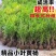 小叶黄杨常青别墅庭院地栽绿化篱笆