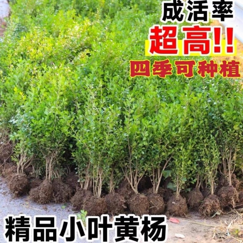 小叶黄杨常青别墅庭院地栽绿化篱笆