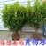 小叶黄杨常青别墅庭院地栽绿化篱笆