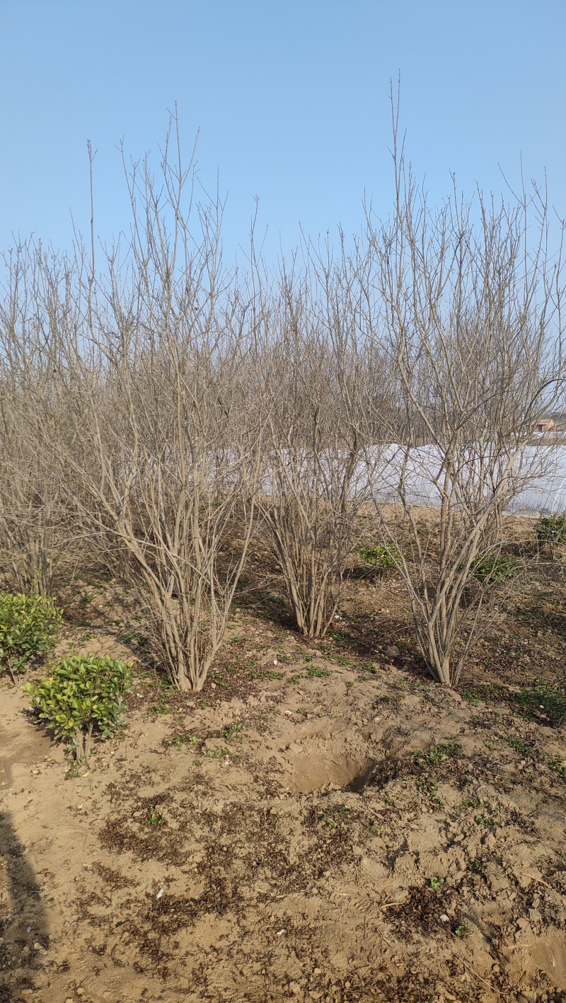 花石榴树