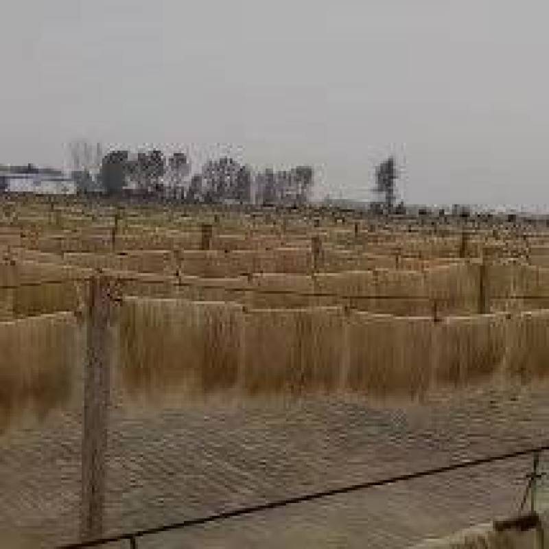 河南红薯粉条
