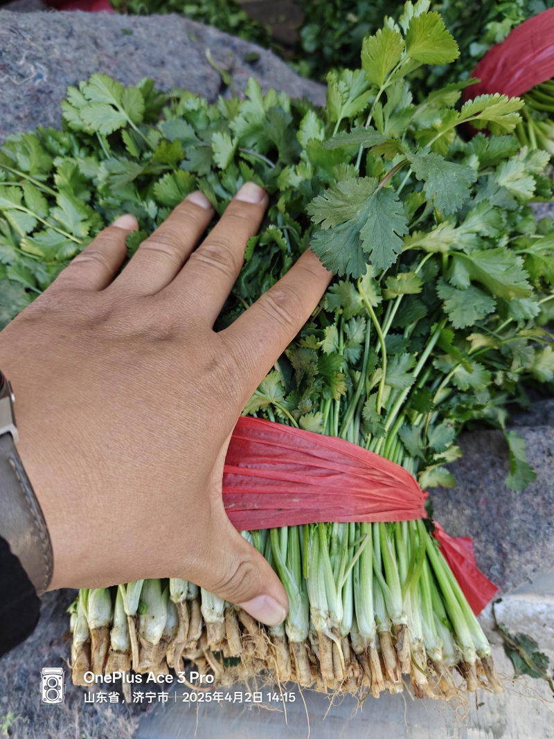 山东金乡陆地香菜已大量上市，直供电商平台及各大市场