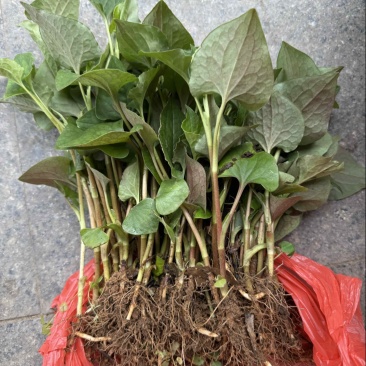 鱼腥草种根苗折耳根种苗节节根基地种植苗现挖现发
